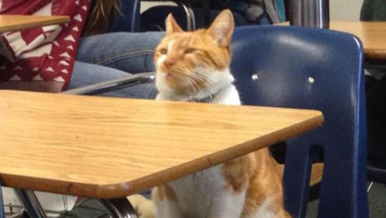 گربه‎ای که کارت دانشجویی گرفت! +عکس
