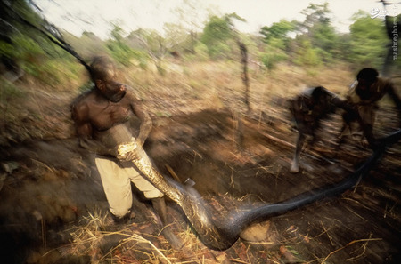 تصاویر: شکار مارپیتون با دست های خالی