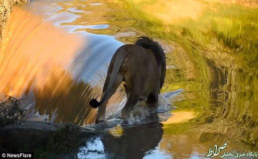 تصاویر: عبور جالب یک شیر از رودخانه