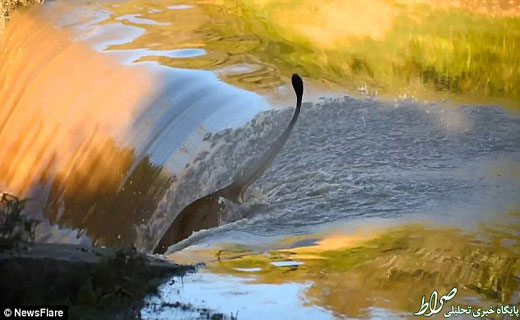 تصاویر: عبور جالب یک شیر از رودخانه