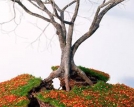 مجسمه های درخت معلق جورجی مایت