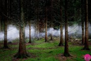 تصاویر جنگل های سحر آمیز در انگلستان