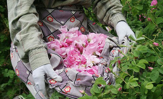 تصاویر: آیین زیبایی گلابگیری