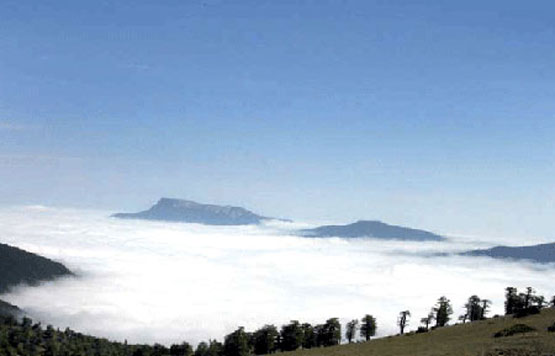 تحقق رویای راه رفتن روی ابرها در جنگل ابر