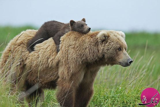 عواطف زیبای مادری در دنیای خرس‌ها