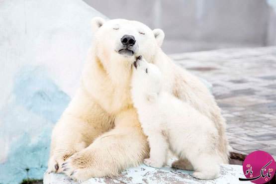 عواطف زیبای مادری در دنیای خرس‌ها