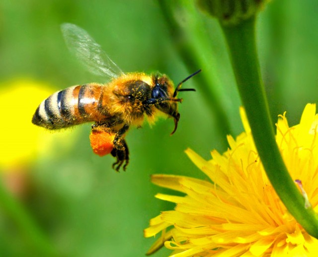 آیا نابودی زمین پس از مرگ زنبورها حقیقت دارد؟!