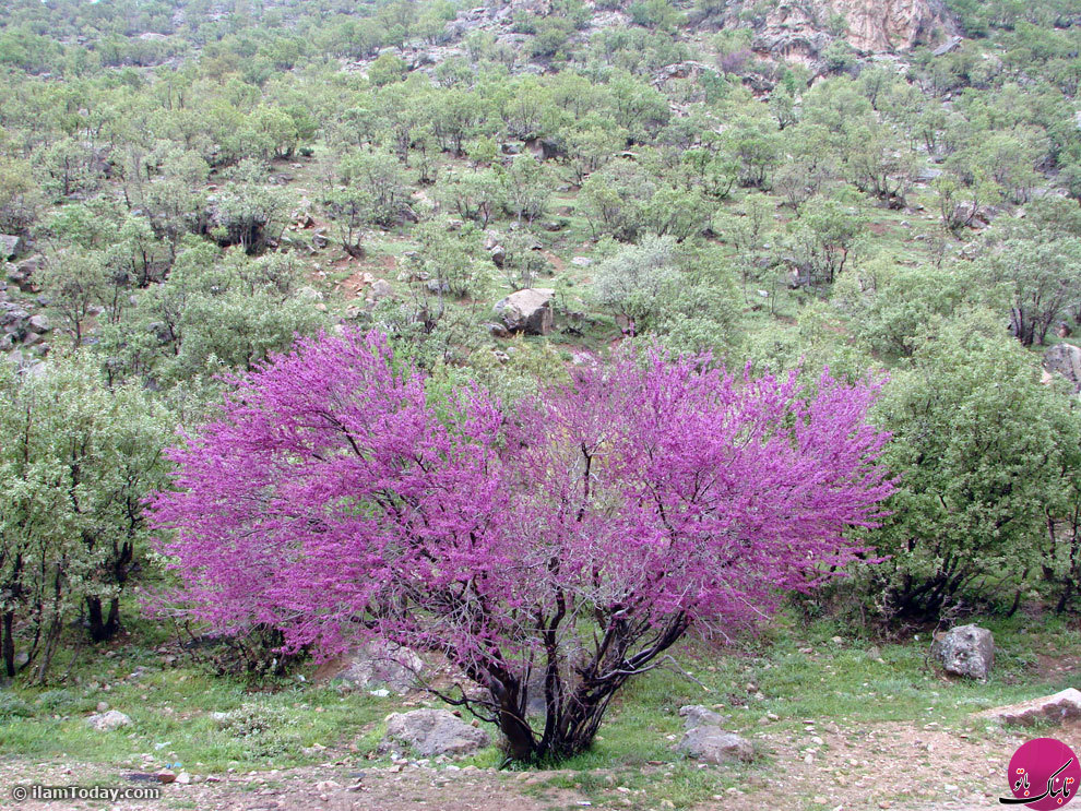 غوغای بهار در میان درختچه های ارغوان و زمزمه های بوشهری دریا