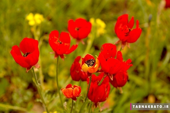 بوی عطر گل های بهاری در بهشت افسانه ای ایران