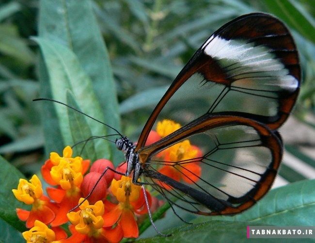 هنر دستان خدا: سیاحت زیباترین حشرات دنیا