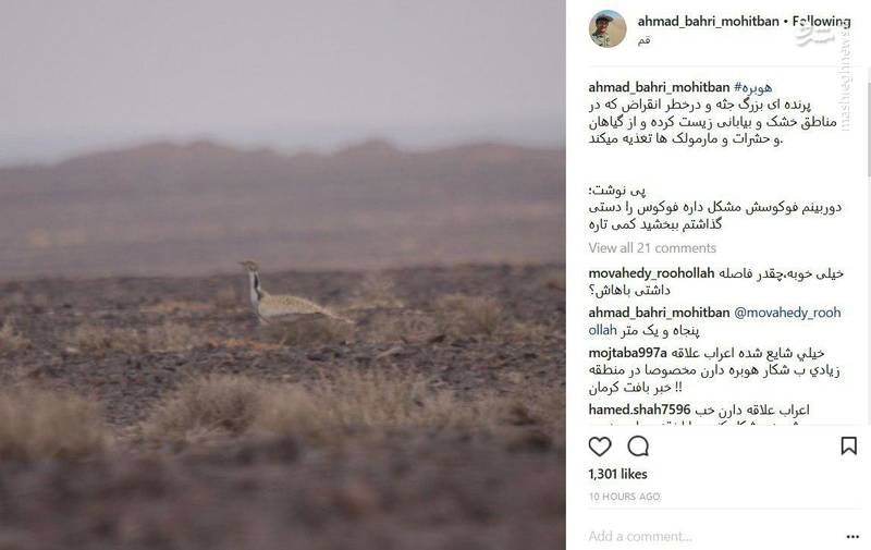 پرنده در حال انقراض شکار دوربین محیط‌بان شد +عکس
