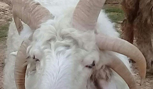 گوسفند عجیب ایرانی با ۵ شاخ +عکس