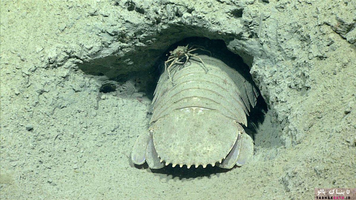 موجودات عجیب در عمیق‌ترین نقاط خلیج مکزیک