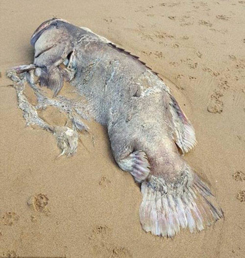 کشف لاشه ماهی عظیم در سواحل استرالیا+عکس