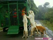 باغ وحشی که انسان ها را به جای حیوانات در قفس می اندازد
