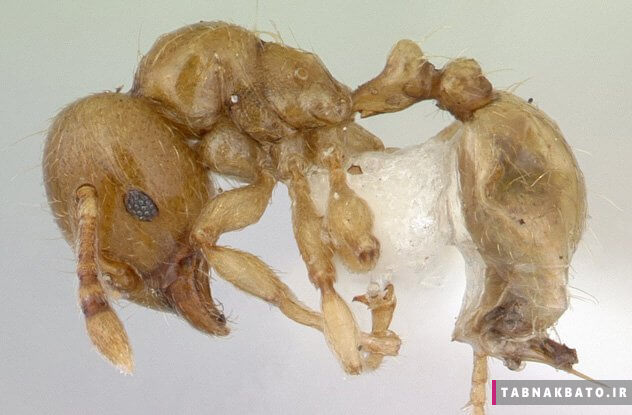 دانستنی های باور نکردنی از زندگی مورچه ها