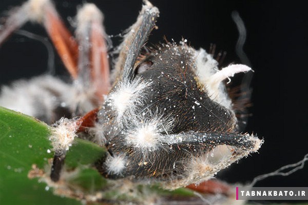 دانستنی های باور نکردنی از زندگی مورچه ها