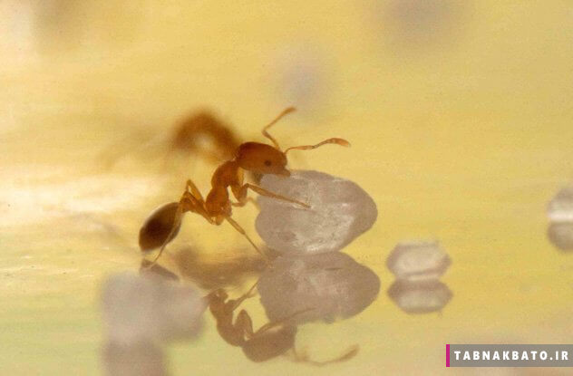 دانستنی هایی باورنکردنی از مورچه ها که شاید ترسناک باشند