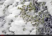 تصاویری از برف بهاری داماش گیلان