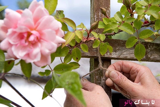 ترفندی جالب برای تکثیر گل رز چیده شده