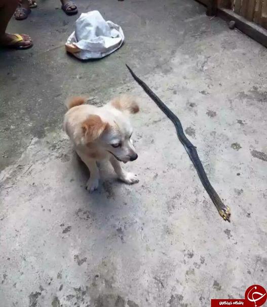 سگ باوفا با مرگ خود جان صاحبش را نجات داد +تصاویر