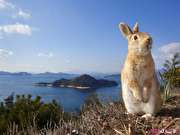 اکونوشیما؛ جزیره ی شگفت انگیز خرگوش ها