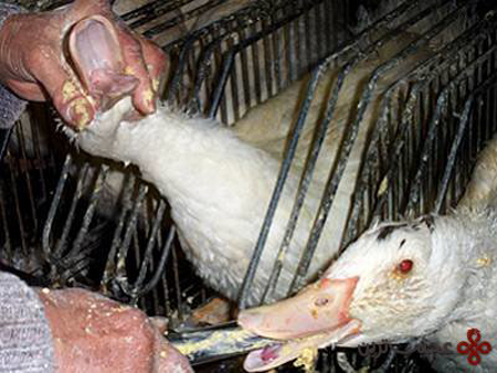 جگر چرب اردک شکنجه شده، یک غذای گران فرانسوی+عکس