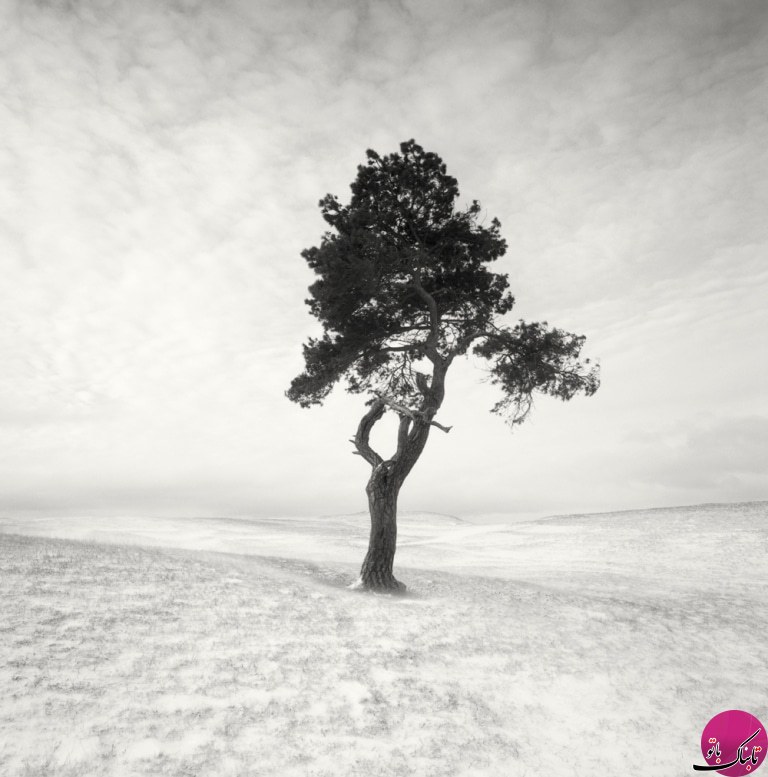 تصاویری زیبا از منظره‌ی برفی درختان
