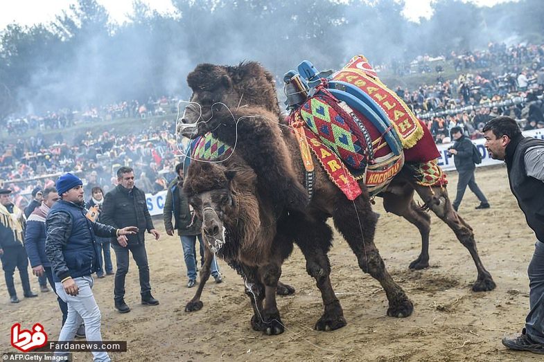 عجیب‌ترین مسابقه شتر‌ها که در عمرتان ندیده اید+عکس