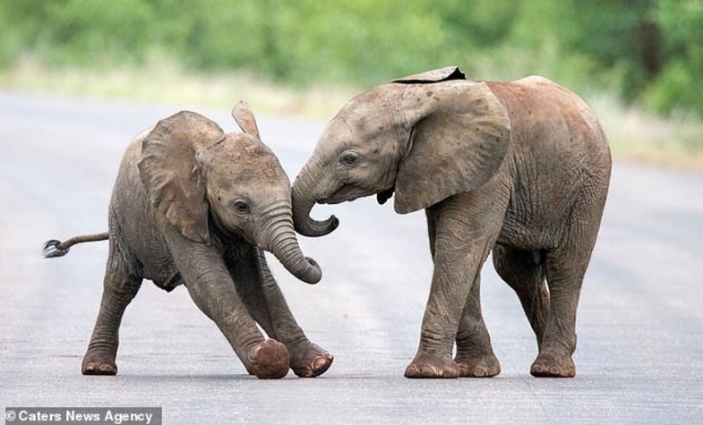اقدام جالب و دیدنی دو بچه فیل+تصاویر