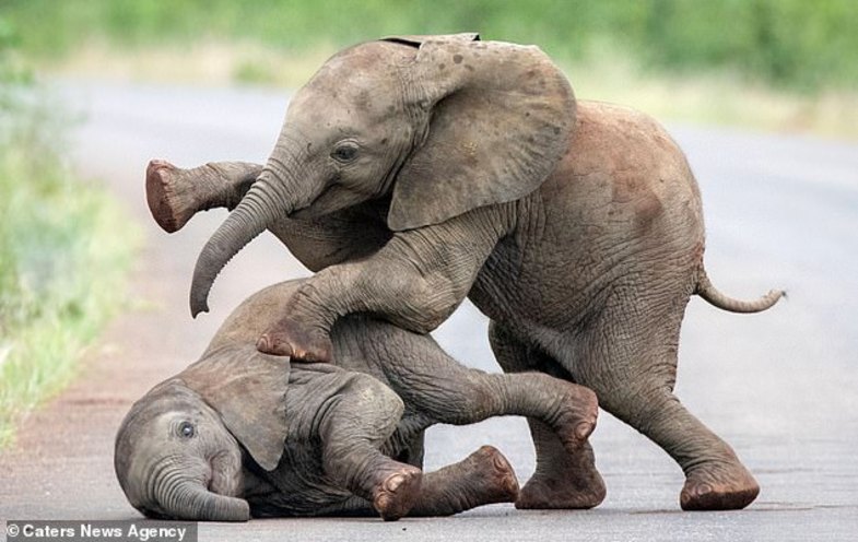 اقدام جالب و دیدنی دو بچه فیل+تصاویر