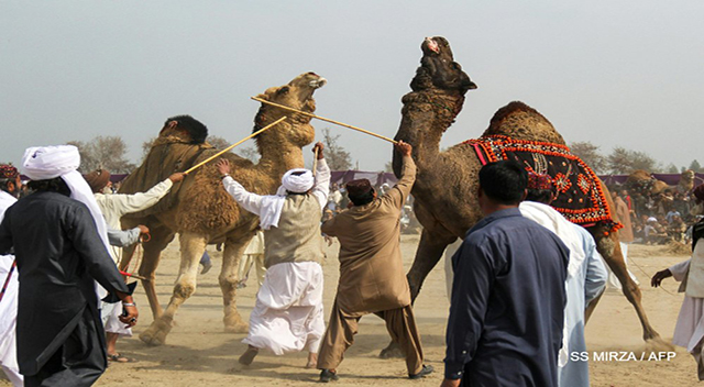 مسابقه مهیج کُشتی شترها +عکس