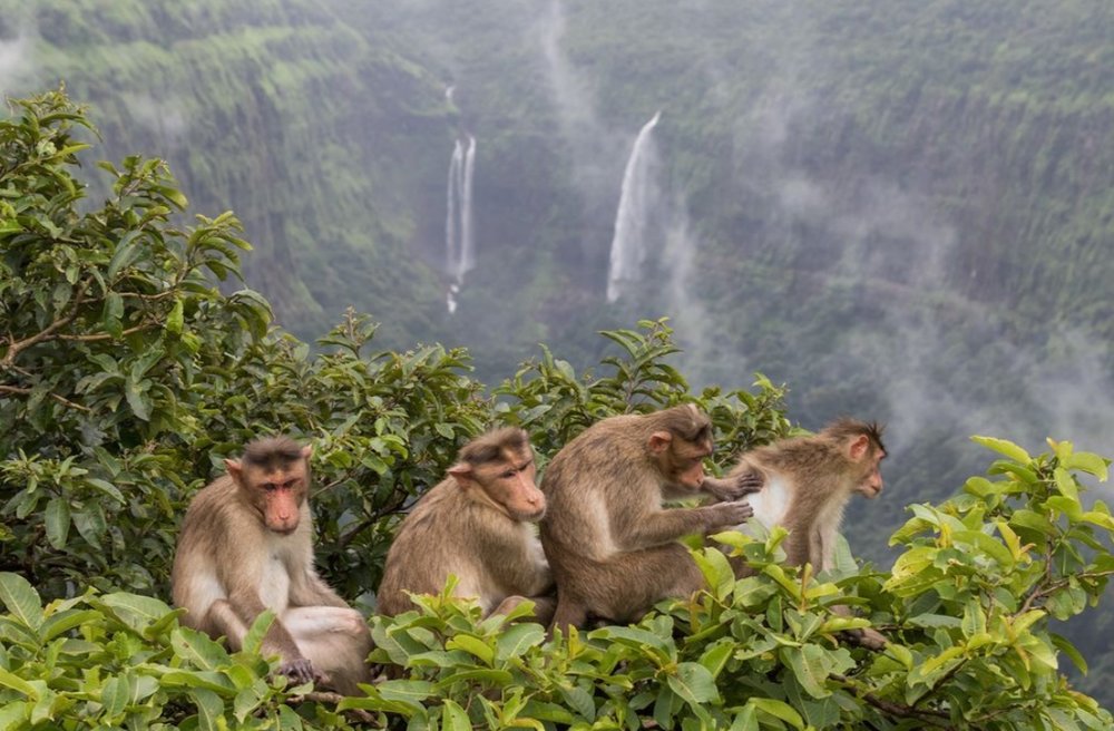 تیمارکردن میمون‌ها در عکس روز نشنال جئوگرافیک