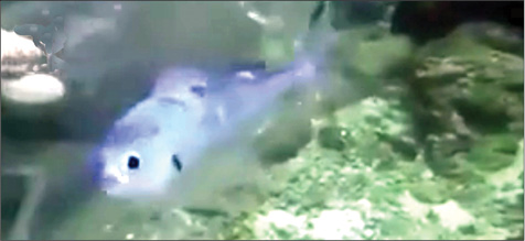 گیر افتادن یک ماهی در کیسه پلاستیکی سروصدا بپا کرد +عکس