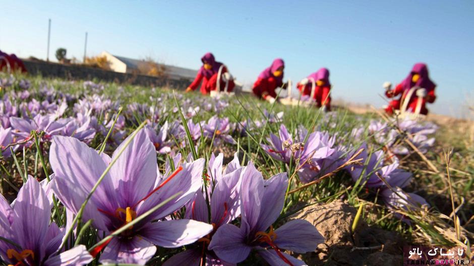 چرا زعفران گران ترين ادويه جهان است