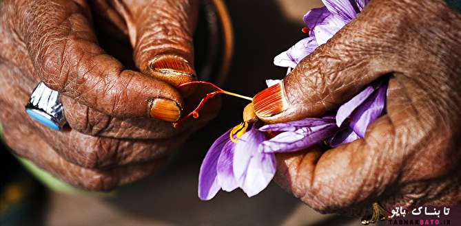 چرا زعفران گران ترين ادويه جهان است