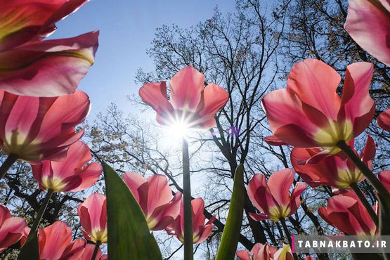 تصاویر خیره‌کننده از باغ‌های گل در هلند