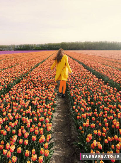 تصاویر خیره‌کننده از باغ‌های گل در هلند