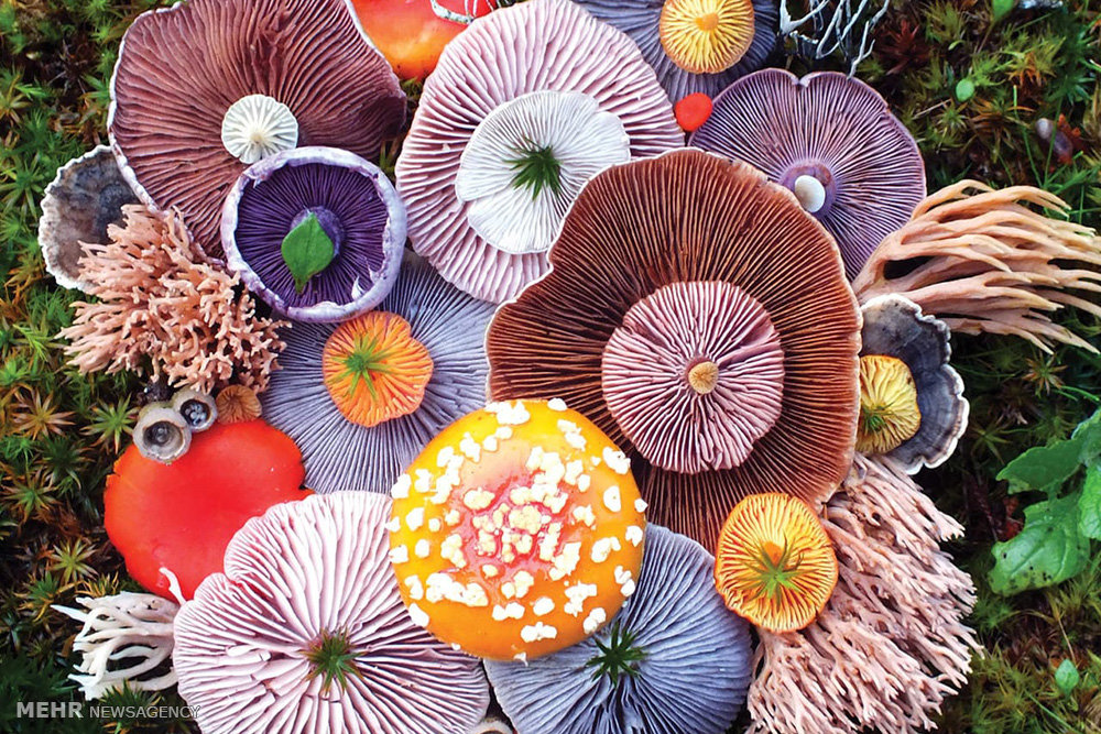 تشخیص قارچ ها با ظاهری خوراکی اما کشنده