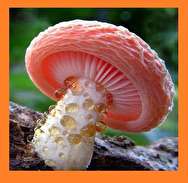 تشخیص قارچ ها با ظاهری خوراکی اما کشنده
