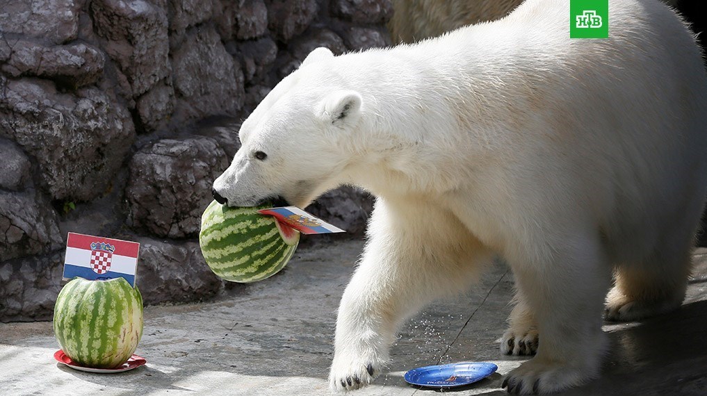 پیش‌بینی خرس سفید برای نبرد روسیه-کرواسی +عکس