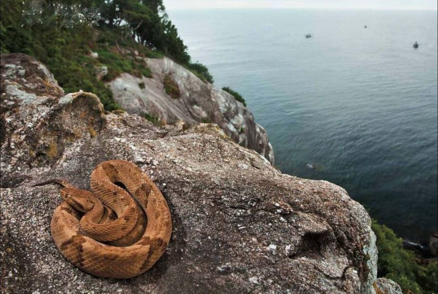 عکس جزیره مارها در برزیل