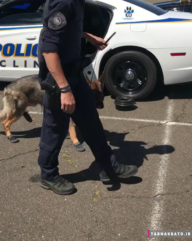 کفش پوشیدن سگ پلیس در آمریکا