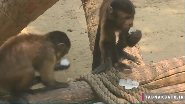 جلوگیری از آفتاب زدگی حیوانات در باغ وحش پکن