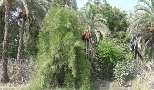 درختى که در ایران نفت تولید مى کند+ تصاویر