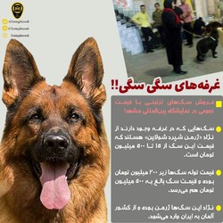 فروش سگ ۵۰۰ میلیونی در مشهد+عکس