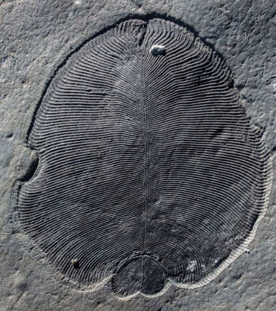 شناسایی قدیمی‌ترین فسیل دنیا +عکس