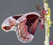 دنیای زیبای پروانه‌ها از دریچه‌ی دوربین