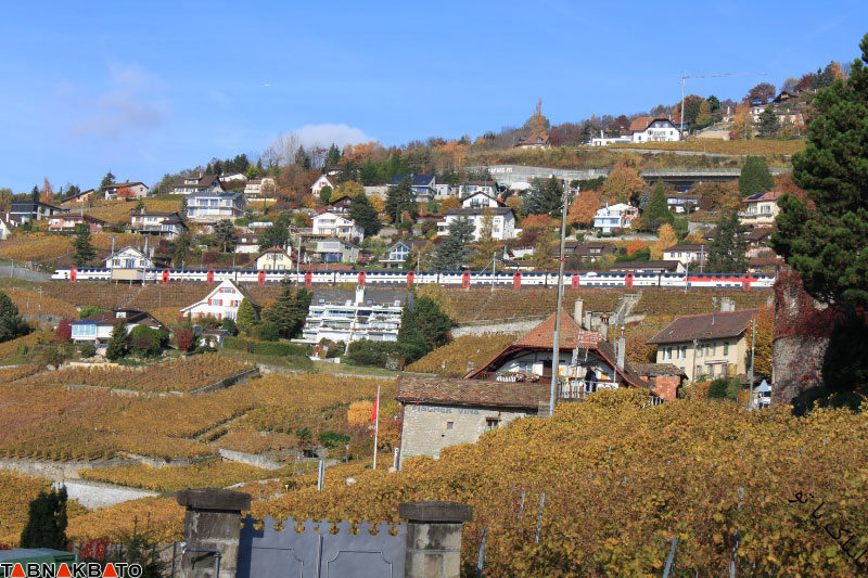 زیبایی تاکستان‌های سوئیس در پاییز