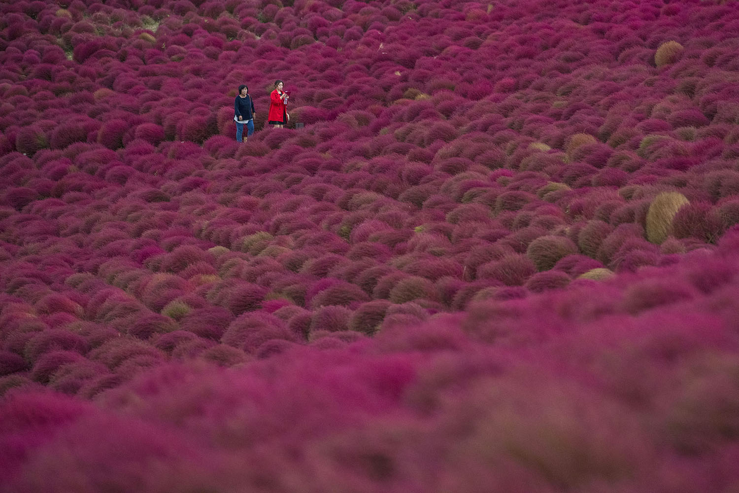 بوته آتشین پاییزی در ژاپن+عکس